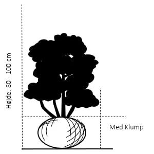 Vinget Benved Euonymus Alatus Med Klump,- 80-100 Cm. 2 Vinget Benved Euonymus Alatus Med Klump,- 80-100 Cm. - Billede 2
