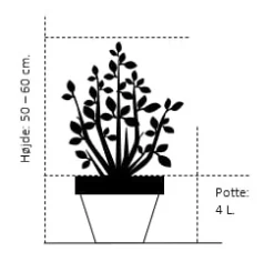 Osmome Butik -Osmome Butik 1175 potte 4 0 liter 50 60 cm 4195 11