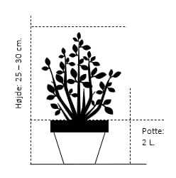 Osmome Butik -Osmome Butik 161 potte 2 0 liter 25 30 cm b9bd 9