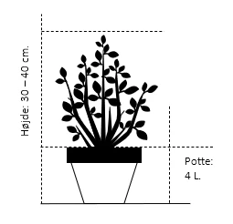 Spiræa 'Shirobana' Spiraea Japonica 'Shirobana' Potte 4,0 Liter,- 30-40 Cm. 2 Spiræa 'Shirobana' Spiraea Japonica 'Shirobana' Potte 4,0 Liter,- 30-40 Cm. - Billede 2