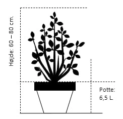 Osmome Butik -Osmome Butik 306 potte 6 5 liter 60 80 cm 2d1b 3