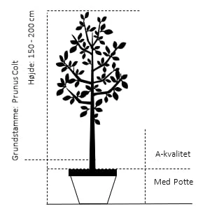 Sød Kirsebær 'Lapins' - Selvbestøvende Prunus X 'Lapins' - Selvbestøvende 4-8 Grene, 130-170 Cm. 10 Liter Potte (Colt) 2 Sød Kirsebær 'Lapins' - Selvbestøvende Prunus X 'Lapins' - Selvbestøvende 4-8 Grene, 130-170 Cm. 10 Liter Potte (Colt) - Billede 2