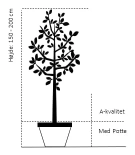 Blomme 'Herman' Prunus Domestica 'Herman' 4-8 Grene, 130-170 Cm. 10 Liter Potte. (S.J.A.) 2 Blomme 'Herman' Prunus Domestica 'Herman' 4-8 Grene, 130-170 Cm. 10 Liter Potte. (S.J.A.) - Billede 2