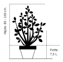 Osmome Butik -Osmome Butik 448 potte 7 5 liter 80 100 cm 9a8c 3