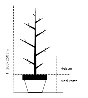 Almindelig Valnød Juglans Regia Heister 200-250 Cm. Med Potte 2 Almindelig Valnød Juglans Regia Heister 200-250 Cm. Med Potte - Billede 2
