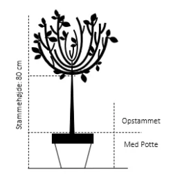 Osmome Butik -Osmome Butik 45 opstammet 80 cm med potte 4e08