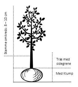 Sød Kirsebær 'Black Star' Selvbestøvende Prunus X 'Black Star' Selvbestøvende Træ Med Sidegrene,- Stammeomkreds 8-10 Cm. Med Klump 2 Sød Kirsebær 'Black Star' Selvbestøvende Prunus X 'Black Star' Selvbestøvende Træ Med Sidegrene,- Stammeomkreds 8-10 Cm. Med Klump - Billede 2