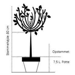 Japansk Abrikos Prunus Mume 'Beni-chi-dori' Opstammet 80 Cm. 7,5 Liter Potte