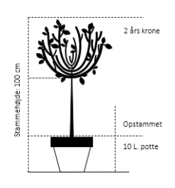 Osmome Butik -Osmome Butik 560 opstammet 100 cm 10 liter potte 2 aars krone d0d1