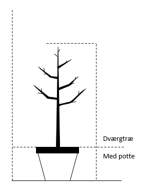 Æble 'Rosette' Malus X 'Rosette' Dværgtræ, 3-5 Grene, 6,7 Liter Potte, 80-100 Cm. 2 Æble 'Rosette' Malus X 'Rosette' Dværgtræ, 3-5 Grene, 6,7 Liter Potte, 80-100 Cm. - Billede 2