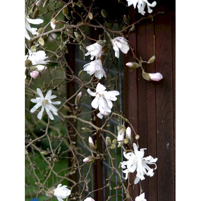 Stjernemagnolia 'Rosea' Magnolia Stellata 'Rosea' Opstammet 130 Cm, 12 Liter Potte 4 Stjernemagnolia 'Rosea' Magnolia Stellata 'Rosea' Opstammet 130 Cm, 12 Liter Potte - Billede 4