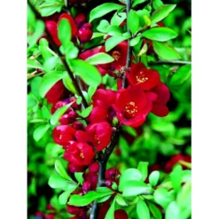 Japansk Kvæde 'Crimson And Gold' Chaenomeles Hyb. 'Crimson And Gold' 3,5 Liter Potte -Osmome Butik fi14255 chaenomeles hyb crimson and gold 4701