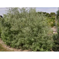 Smalbladet Sølvblad Elaeagnus Angustifolia Solitær Busk 125-150 Cm., Med Klump -Osmome Butik fi14582 elaeagnus angustifolia 0be2