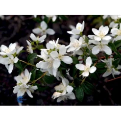 Uægte Jasmin 'Lemoinei' Philadelphus 'Lemoinei' Potte 6,5 Liter 60-80 Cm. -Osmome Butik fi15613 philadelphus lemoinei 45b6