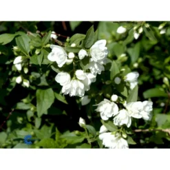 Uægte Jasmin 'Manteau D'Hermine' Philadelphus 'Manteau D'Hermine' Potte 4,0 Liter,- 30-40 Cm. -Osmome Butik fi15615 philadelphus manteau d hermine eea3