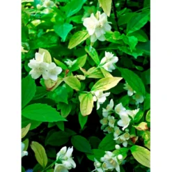 Uægte Jasmin 'Aureus' Philadelphus Coronarius 'Aureus' 5 Liter Potte -Osmome Butik fi15622 philadelphus coronarius aureus 2ea5
