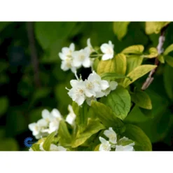 Uægte Jasmin 'Aureus' Philadelphus Coronarius 'Aureus' 5 Liter Potte -Osmome Butik fi15622 philadelphus coronarius aureus 451c