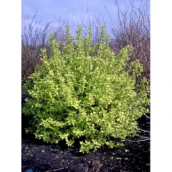 Uægte Jasmin 'Aureus' Philadelphus Coronarius 'Aureus' 5 Liter Potte -Osmome Butik fi15622 philadelphus coronarius aureus 7fc2