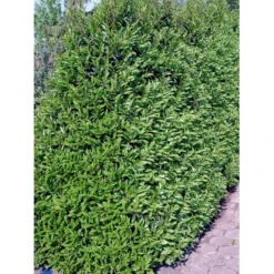 Portugisisk Laurbærkirsebær Prunus Lusitanica 'Angustifolia' Opstammet 60 Cm. 10 Liter Potte -Osmome Butik fi15901 prunus lusitanica angustifolia 2366