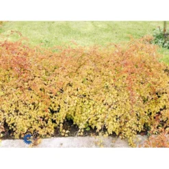 Kranstop 'Crispa' Stephanandra Incisa 'Crispa' 3,5 Liter Potte -Osmome Butik fi16309 stephanandra incisa crispa 2699