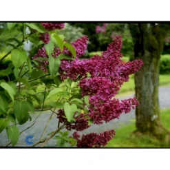 'Charles Joly' Syringa Vul. 'Charles Joly' (storblomstrende) Potte 12 Liter,- 80-100 Cm. -Osmome Butik fi16428 syringa vulgaris charles joly 4628