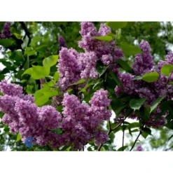 'Charles Joly' Syringa Vul. 'Charles Joly' (storblomstrende) Potte 12 Liter,- 80-100 Cm. -Osmome Butik fi16428 syringa vulgaris charles joly 661c