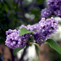 'Charles Joly' Syringa Vul. 'Charles Joly' (storblomstrende) Potte 12 Liter,- 80-100 Cm. -Osmome Butik fi16428 syringa vulgaris charles joly 9c8f