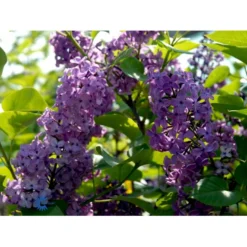 'Charles Joly' Syringa Vul. 'Charles Joly' (storblomstrende) Potte 12 Liter,- 80-100 Cm. -Osmome Butik fi16428 syringa vulgaris charles joly e4d9