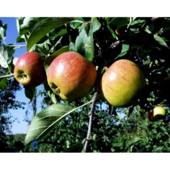 Æble 'Elstar/Elshof' Malus X 'Elstar/elshof' Træ Med Sidegrene,- Stammeomkreds 8-10 Cm. Med Klump -Osmome Butik fi179 malus domestica elstar 6ab2
