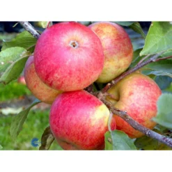 Æble 'Elstar/Elshof' Malus X 'Elstar/elshof' Træ Med Sidegrene,- Stammeomkreds 8-10 Cm. Med Klump -Osmome Butik fi179 malus domestica elstar 6c30