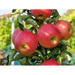 SØJLEÆBLE 'STARCATS' Malus Domestica 'Starcats' Potte 6,7 Liter, Søjle Minimum 60 Cm.