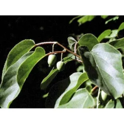 Stikkelsbærkiwi 'Issai' Actinidia Arguta 'Issai' Potte 7,5 Liter,- Opbundet 150-200 Cm. -Osmome Butik fi2 actinidia arguta issai 9fea processed