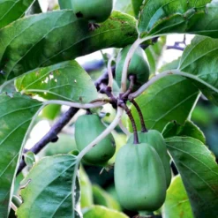 Stikkelsbærkiwi 'Issai' Actinidia Arguta 'Issai' Potte 7,5 Liter,- Opbundet 150-200 Cm. -Osmome Butik fi2 actinidia arguta issai f7ce processed