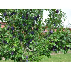 Blomme 'Valor' Prunus Domestica 'Valor' 4-8 Grene, 130-170 Cm. 10 Liter Potte. (S.J.A.) -Osmome Butik fi363 prunus domestica valor e428