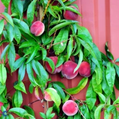 Ferskenmandel Prunus Amygdalus-persica 5 Liter Potte -Osmome Butik fi380 prunus persica benedicte b96c