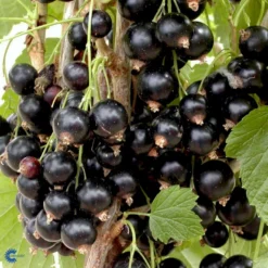 Solbær 'Titania' Ribes Nigrum 'Titania' 3,5 Liter Potte 12 Solbær 'Titania' Ribes Nigrum 'Titania' 3,5 Liter Potte -Osmome Butik fi455 ribes nigrum titania 3d5e