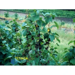 Solbær 'Titania' Ribes Nigrum 'Titania' 3,5 Liter Potte 13 Solbær 'Titania' Ribes Nigrum 'Titania' 3,5 Liter Potte -Osmome Butik fi455 ribes nigrum titania a58a