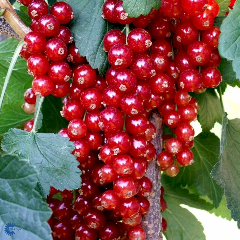 Ribs 'Rovada' Ribes Rubrum 'Rovada' Potte 2,0 Liter,- Opbundet 3 Ribs 'Rovada' Ribes Rubrum 'Rovada' Potte 2,0 Liter,- Opbundet - Billede 3