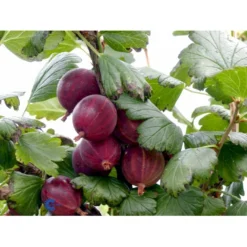 Stikkelsbær 'Rød Hinnomaki' Ribes Uva-crispa 'Rød Hinnomaki' 3,5 Liter Potte -Osmome Butik fi479 ribes uva crispa hinnonmaeki roed 0c61