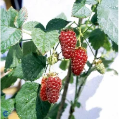 Taybær 'Medana' Rubus X Tayberry 'Medana' Potte 2,0 Liter,- Opbundet -Osmome Butik fi492 rubus tayberry 8adf