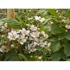 Tornfri Brombær 'Black Satin' Rubus Fruticosus 'Black Satin' Opbundet Til Ca. 40 Cm., Med Potte -Osmome Butik fi497 rubus fruticosus black satin e3e8