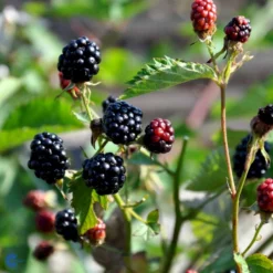 Tornfri Brombær 'Navaho'® Rubus Fruticosus 'Navaho'® Potte 3,0 Liter,- Opbundet 7 Tornfri Brombær 'Navaho'® Rubus Fruticosus 'Navaho'® Potte 3,0 Liter,- Opbundet -Osmome Butik fi502 rubus fruticosus navaho 1dc7