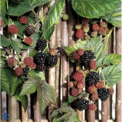 Tornfri Brombær 'Thornfree' Rubus Fruticosus 'Thornfree' Potte 2,0 Liter,- Opbundet -Osmome Butik fi503 rubus fruticosus thornfree 02cf