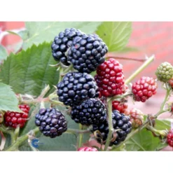 Tornfri Brombær 'Thornfree' Rubus Fruticosus 'Thornfree' Potte 2,0 Liter,- Opbundet -Osmome Butik fi503 rubus fruticosus thornfree 09a7