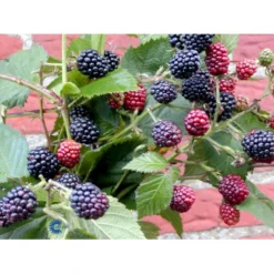Tornfri Brombær 'Thornfree' Rubus Fruticosus 'Thornfree' Potte 2,0 Liter,- Opbundet -Osmome Butik fi503 rubus fruticosus thornfree 1d58