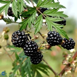 Brombær 'Thornless Evergreen' Rubus Fruticosus 'Thornless Evergreen' Potte 3,0 Liter,- Opbundet -Osmome Butik fi504 rubus fruticosus thornless evergreen f63d