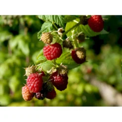 Efterårs Hindbær 'Autumn Bliss'® Rubus Idaeus 'Autumn Bliss'® Barrods,- 8-10 Mm. Rodhals. -Osmome Butik fi509 rubus idaeus autumn bliss 2af4