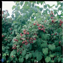 Efterårs Hindbær 'Autumn Bliss'® Rubus Idaeus 'Autumn Bliss'® Barrods,- 8-10 Mm. Rodhals. -Osmome Butik fi509 rubus idaeus autumn bliss adc0