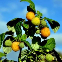 Efterårs Hindbær 'Fallgold' Rubus Idaeus 'Fallgold' Barrods,- 8-10 Mm. Rodhals. -Osmome Butik fi512 rubus idaeus fallgold b7df