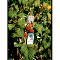 Sommer Hindbær 'Preussen II' Rubus Idaeus 'Preussen II' Potte 3,0 Liter,- Opbundet -Osmome Butik fi525 rubus idaeus preussen 6c76